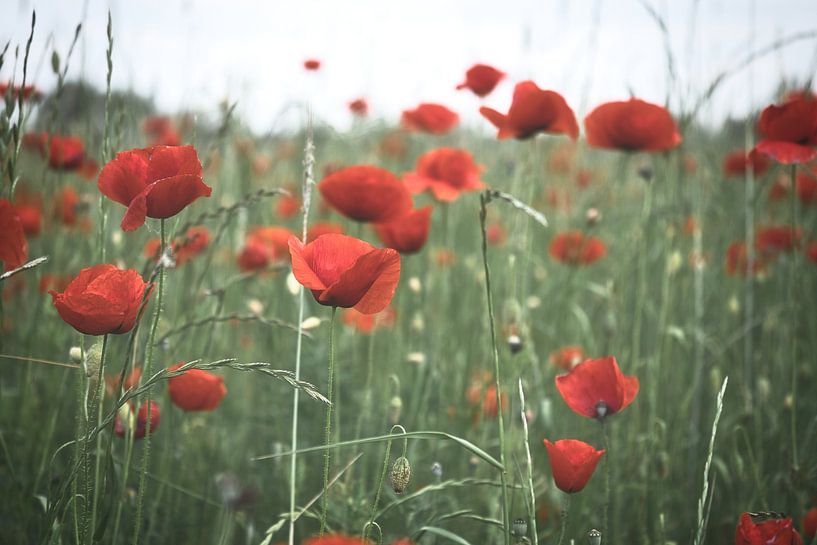Rotes Mohnblumen Feld von Martin Köbsch