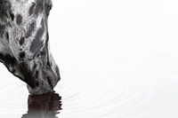 Fine art drinkend paard