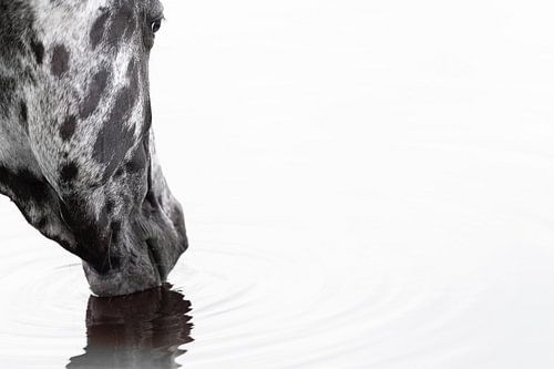 Fine art drinking horse