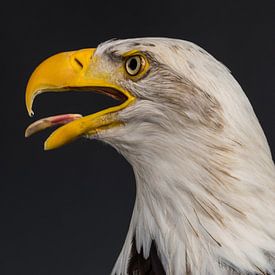 Amerikanischer Weißkopfseeadler von eric piel