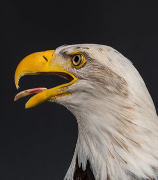 Amerikanischer Weißkopfseeadler von eric piel