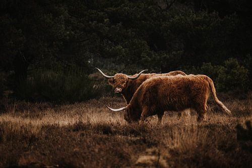 Scottish Highlanders
