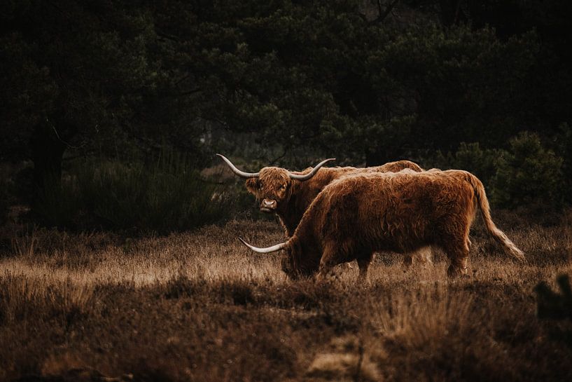Schotse Hooglanders van Sven Goedhart