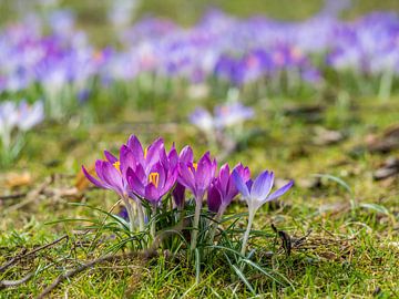 beautiful crocuses in spring by Animaflora PicsStock