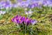 mooie krokussen in de lente van Animaflora PicsStock