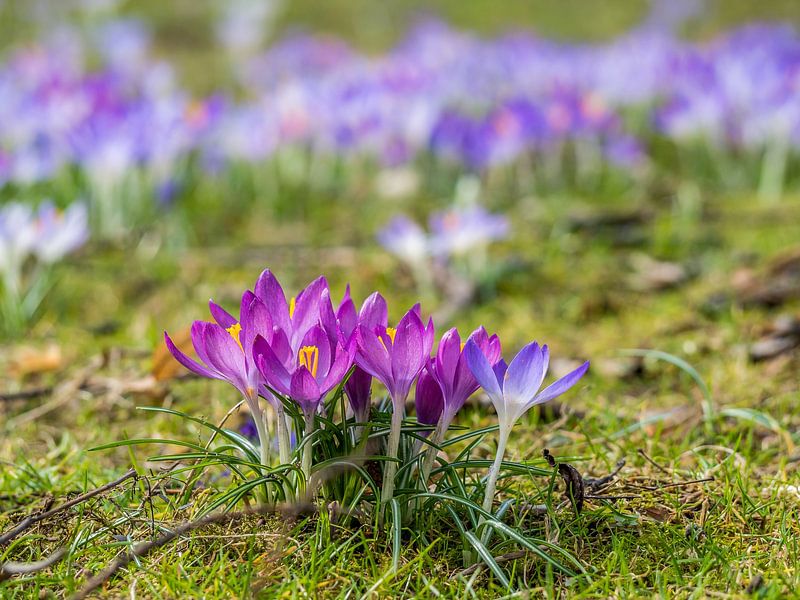 schöne Krokusse im Frühling von Animaflora PicsStock