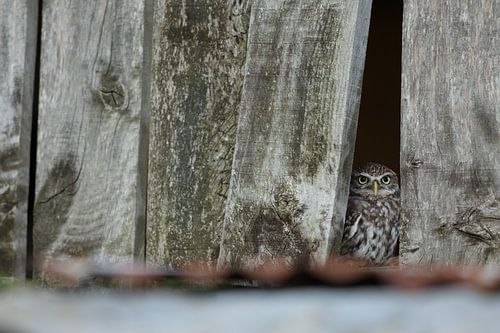 Steenuil spiekt tussen de planken van oude boeren schuur