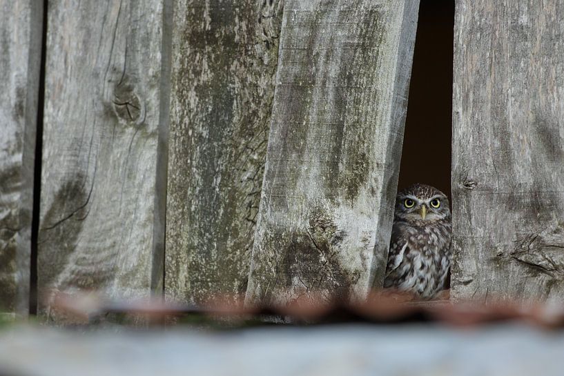 Little owl spies between the planks of old farm barn by Jeroen Stel