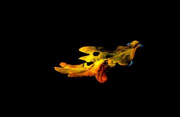 Drijf! by Andries Vaelen