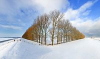 Composition with trees, Groningen, Netherlands by Henk Meijer Photography thumbnail