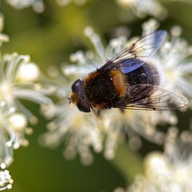 Nah an der Biene von Alex van de Ven