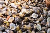 Shells