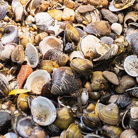 Shells by Foto van Joyce