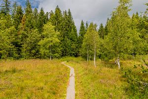 Wunderschönes Wildrosenmoos in Bayern