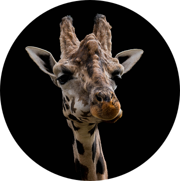 Giraf in kleur met zwarte achtergrond van Nicola Mathu