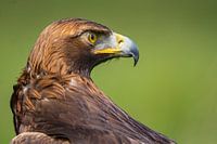 Golden eagle
