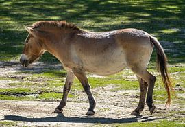 Close-up of a Przewalski's wild horse by ManfredFotos