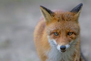 The fox 