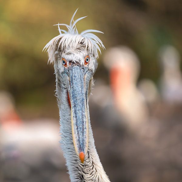 Portrait of a pelican by Jolanda Aalbers
