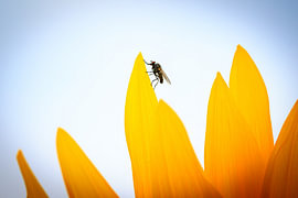 Fly on a sunflower petal by Niklas Voth