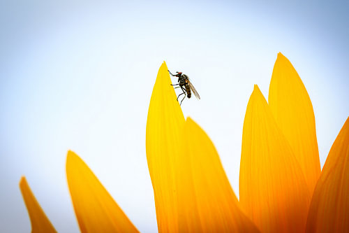 Fly on a sunflower petal