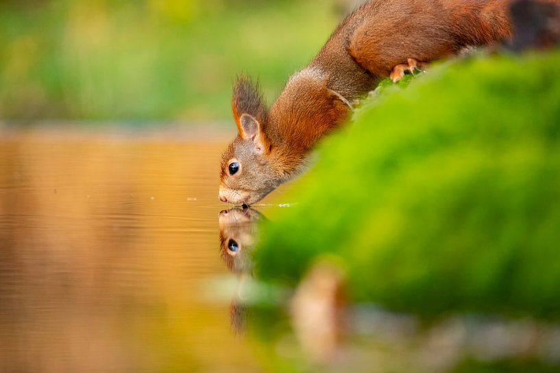 Eichhörnchen mit Durst, Herbst. von Gert Hilbink