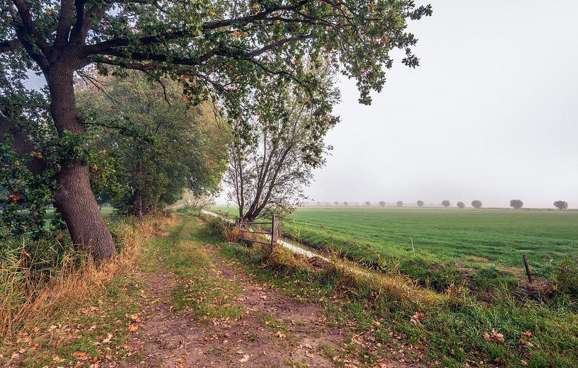 Schlängelnder Fußweg durch ein Naturreservat entlang einem Abzugsgraben an einem Tag mit Nebel des f von Ruud Morijn