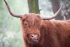 bizon by marijke servaes