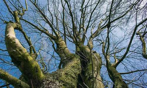 Boomtoppen voor de Lente Lucht