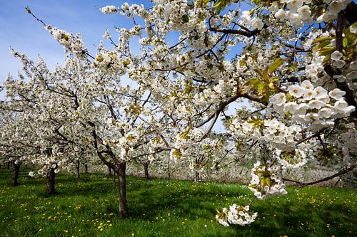 Kersenbomen in volle bloei