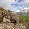 Een marmot probeert een wortel af te pakken van een andere marmot van Paul Wendels