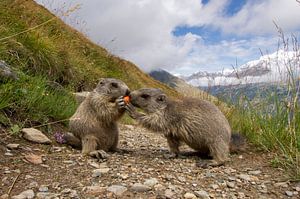 A marmot tries to steal a carrot of another marmot von Paul Wendels