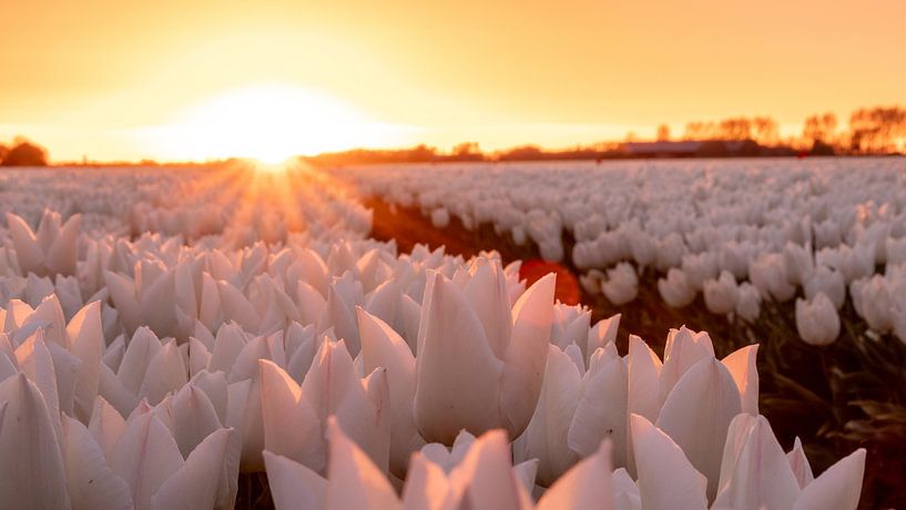 Tulpenfeld bei Sonnenuntergang Goeree-Overflakkee von Julienne van Kempen