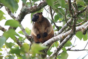 A Lumholtz's tree-kangaroo (Dendrolagus lumholtzi) Queensland, Australia by Frank Fichtmüller