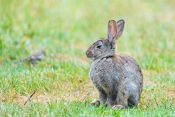 Rabbit falls asleep by Fred van Schaagen