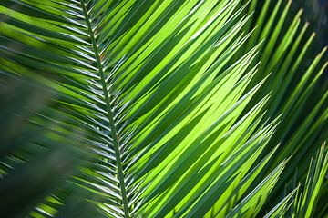 Feuille de palmier dans le jardin La Mortella à Forio sur Christian Müringer