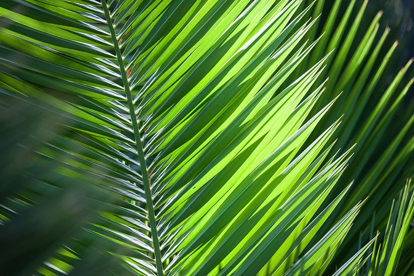 Palm leaf in the garden La Mortella in Forio by Christian Müringer