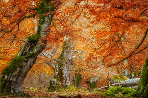 Wälder des Irati, Baskenland