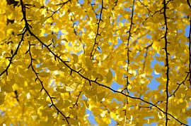 Ginkgo Biloba van Yume Fotografie