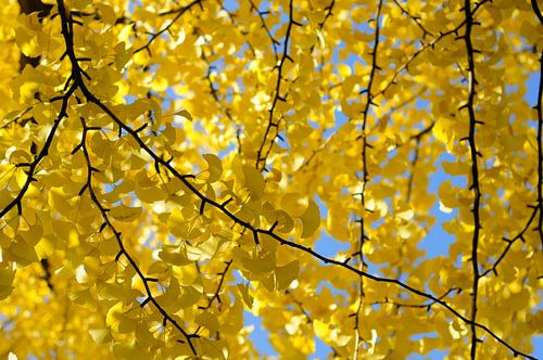 Ginkgo Biloba