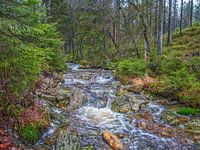 Between Trees and Rocks Flowing River
