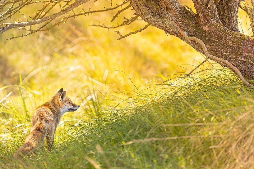 Reintje der Fuchs. von Kris Hermans