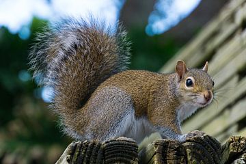 USA, Florida, Braunes Eichhörnchen sitzt auf einer Bank und schaut von adventure-photos