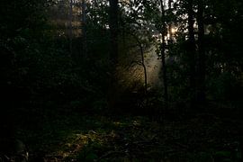Light on the forest floor