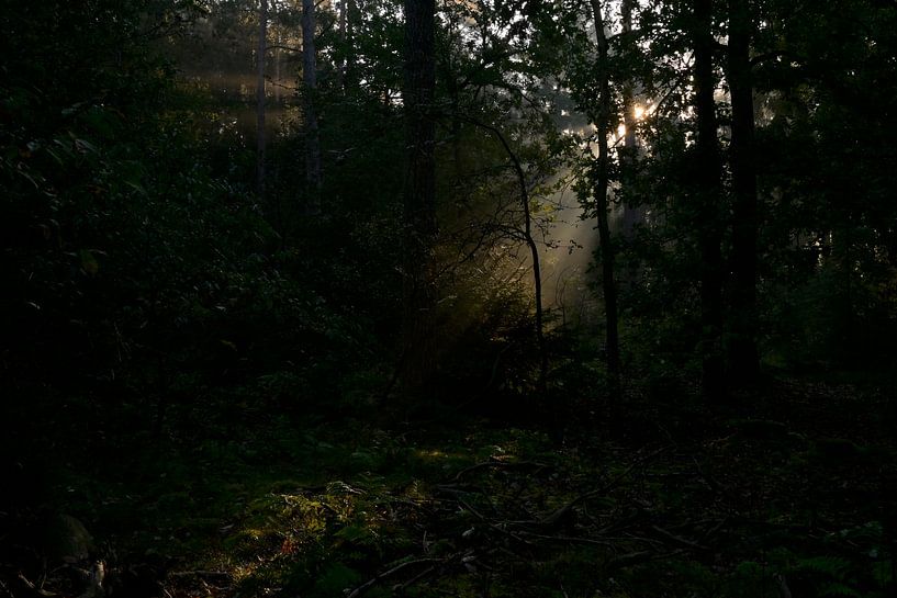 Light on the forest floor by Jurjen Melinga
