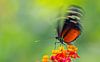 Vlinder van Patrick van Oostrom thumbnail