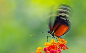 Papillon