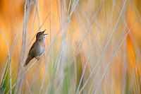 Savi's Warbler, Locustella luscinioides