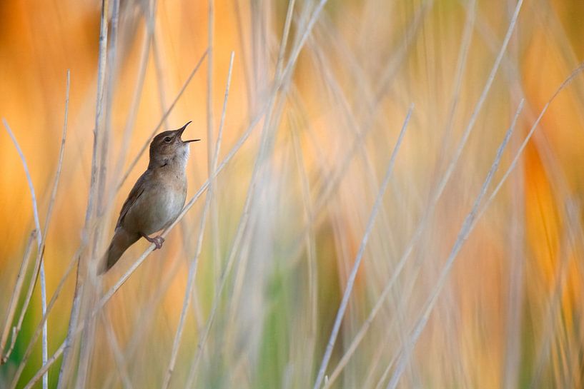 Snor,  Locustella luscinioides van Beschermingswerk voor aan uw muur
