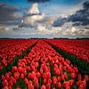 Eindeloos rood tulpenveld van Erik Keuker